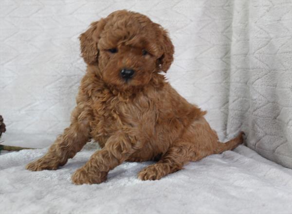 Goldendoodle Mini 2nd Gen (F) 5241 Image #2