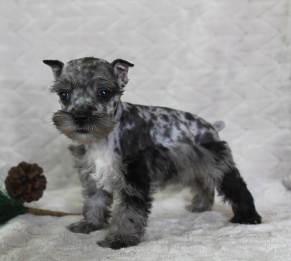 Miniature Schnauzer (F) 5221 Image #2