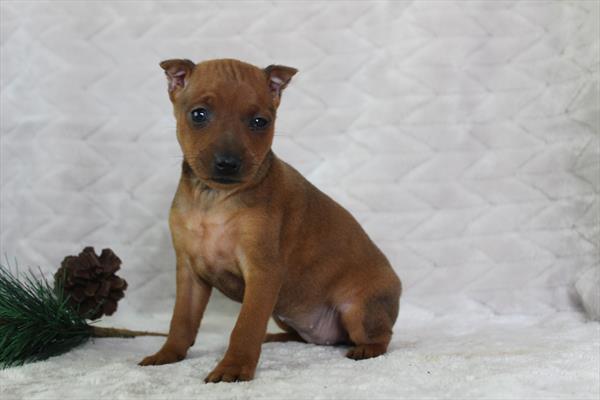 Miniature Pinscher (F) 5244 Image #2