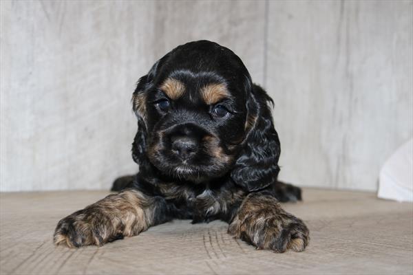 Cocker Spaniel (M) 1885 Image #2
