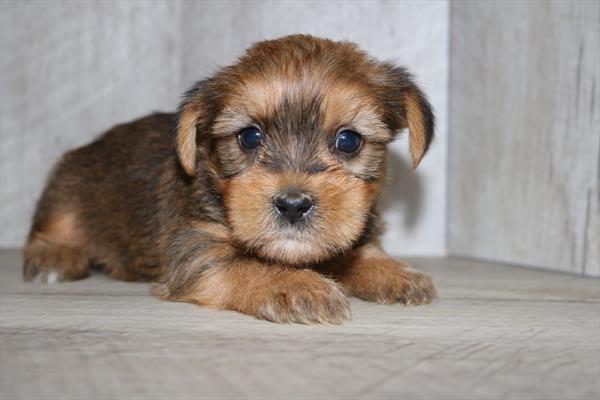 Shorkie (M) 1884 Image #2