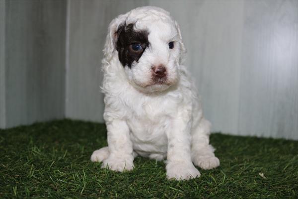 Poodle Mini (F) 5278 Image #2
