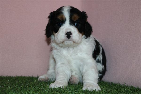 Cavachon (F) 1896 Image #2