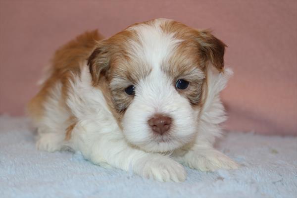 Havanese (F) 5277 Image #2