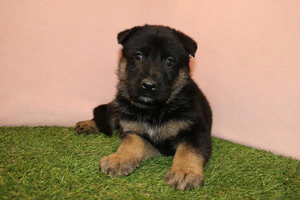 German Shepherd Dog (M) 5240 Image #2