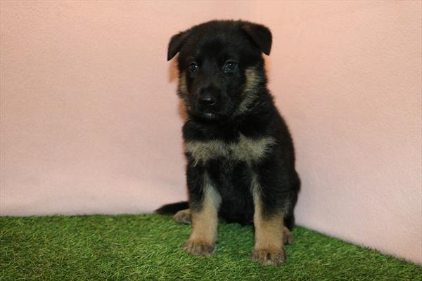 German Shepherd Dog (F) 1882 Image #2