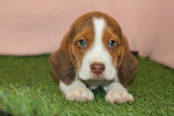Beagle (M) 5226 Image #2