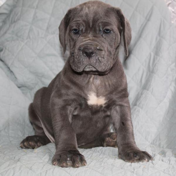 Neapolitan Mastiff (F) 5273 Image #2