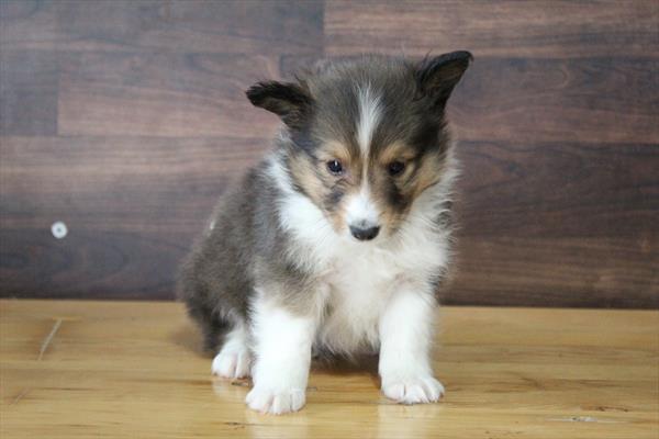 Shetland Sheepdog (F) 5233 Image #2
