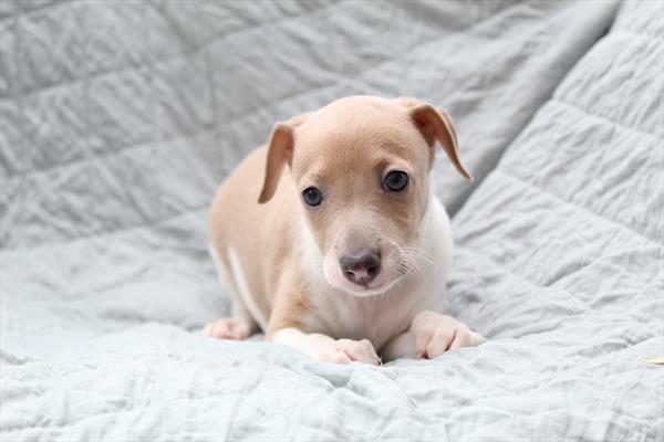 Italian Greyhound (F) 5265 Image #2