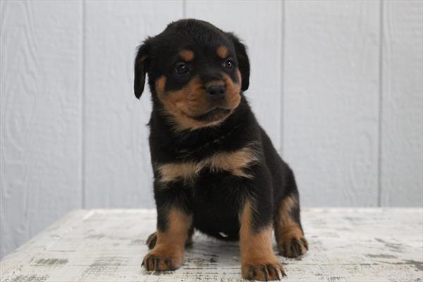 Rottweiler (F) 5232 Image #2