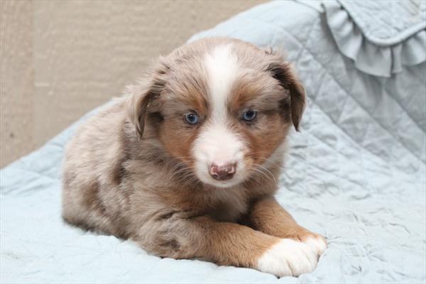 Miniature Australian Shepherd (M) 5216 Image #2