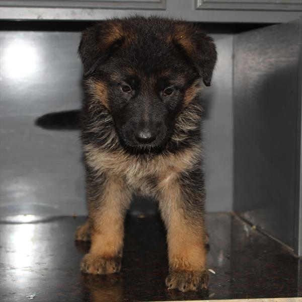 German Shepherd Dog (F) 5286 Image #1