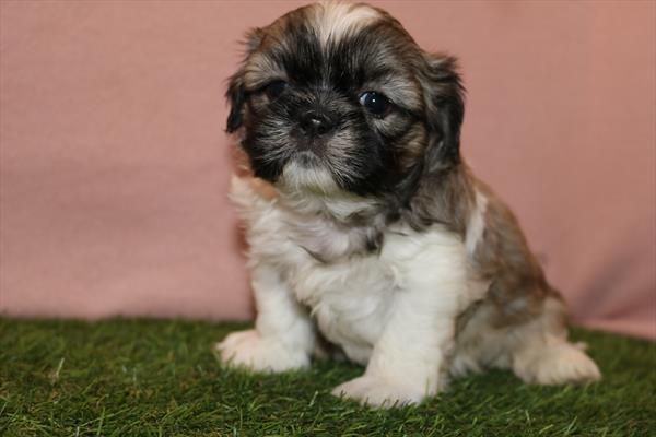Shih Tzu (M) 1897 Image #2