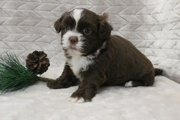 Shih Tzu (M) 5282 Image #2