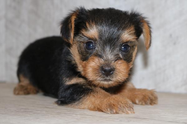 Yorkshire Terrier (M) 5280 Image #2
