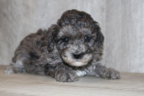 Poodle Mini (M) 1898 Image #2