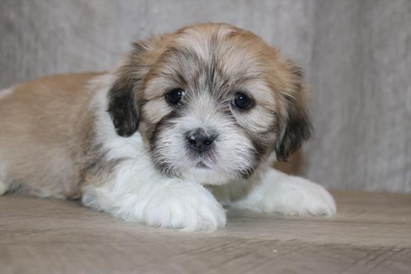 Lhasa Apso (M) 5279 Image #2