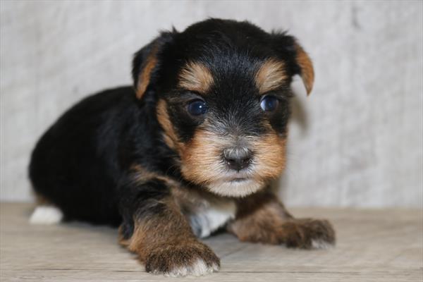 Yorkshire Terrier (M) 5281 Image #2