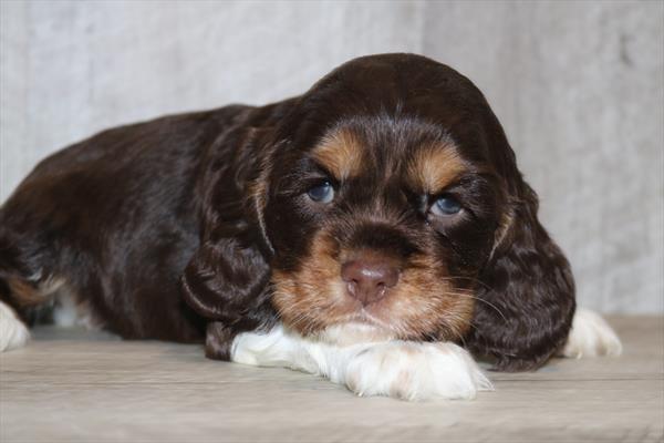 Cocker Spaniel (M) 1899 Image #2