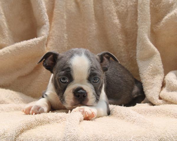 Boston Terrier (M) 5268 Image #2