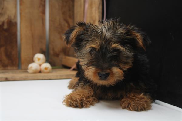 Yorkshire Terrier (F) 5218 Image #2