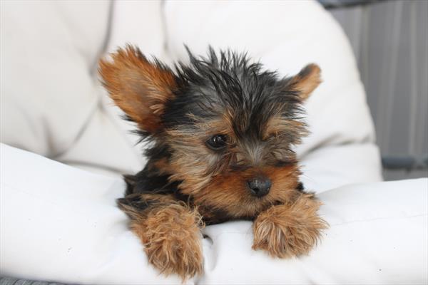 Yorkshire Terrier (M) 5235 Image #1