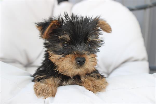 Yorkshire Terrier (M-N) 5276 Image #2
