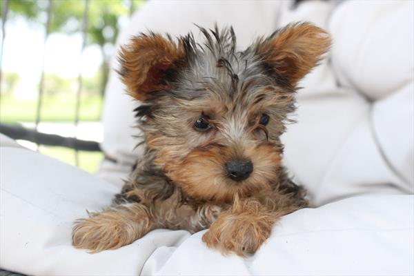 Yorkshire Terrier (M) 5266 Image #2
