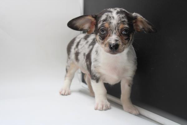 Chihuahua (M) 5231 Image #2