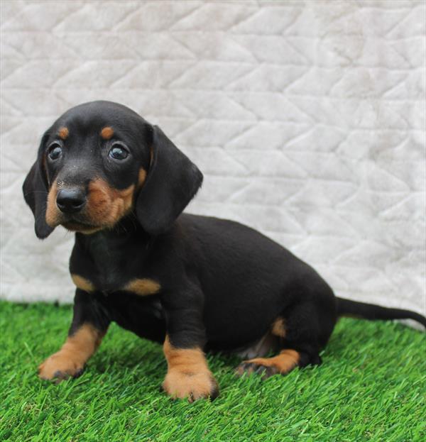 Dachshund (F) 5290 Image #1