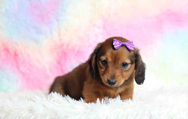 Dachshund (F) 5285 Image #2
