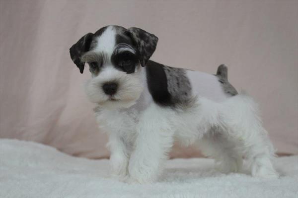 Miniature Schnauzer (M) 1902 Image #1