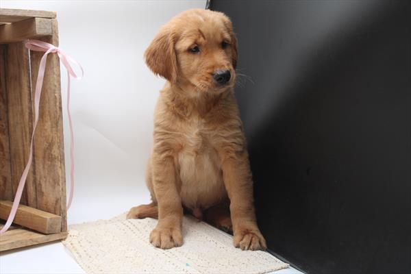 Golden Retriever (M) 1903 Image #1