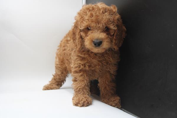 Goldendoodle Mini 2nd Gen (M) 5272 Image #2