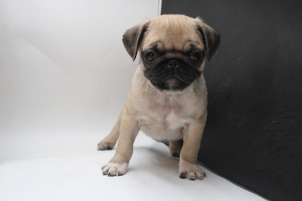 Pug (F) 5274 Image #2