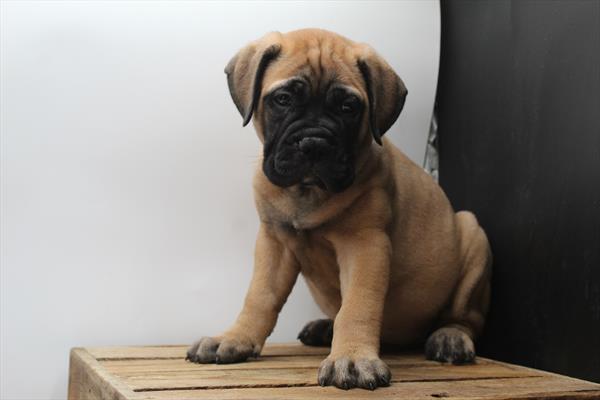 Bullmastiff (F) 5288 Image #2