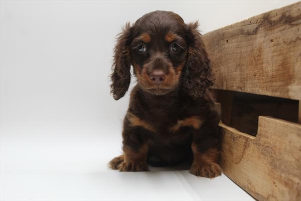 Dachshund (M) 5287 Image #2