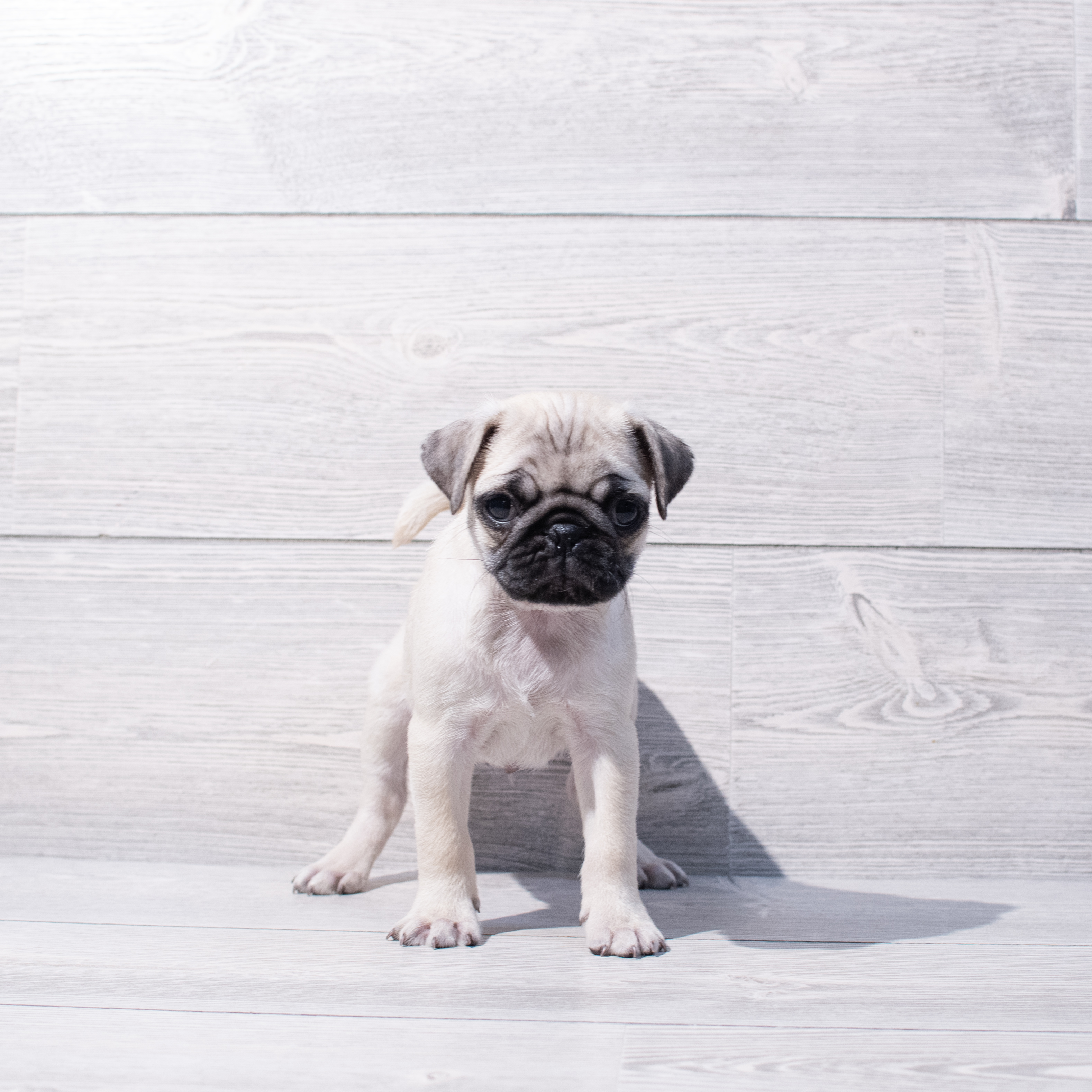 Pug (M) 1859 Image #1