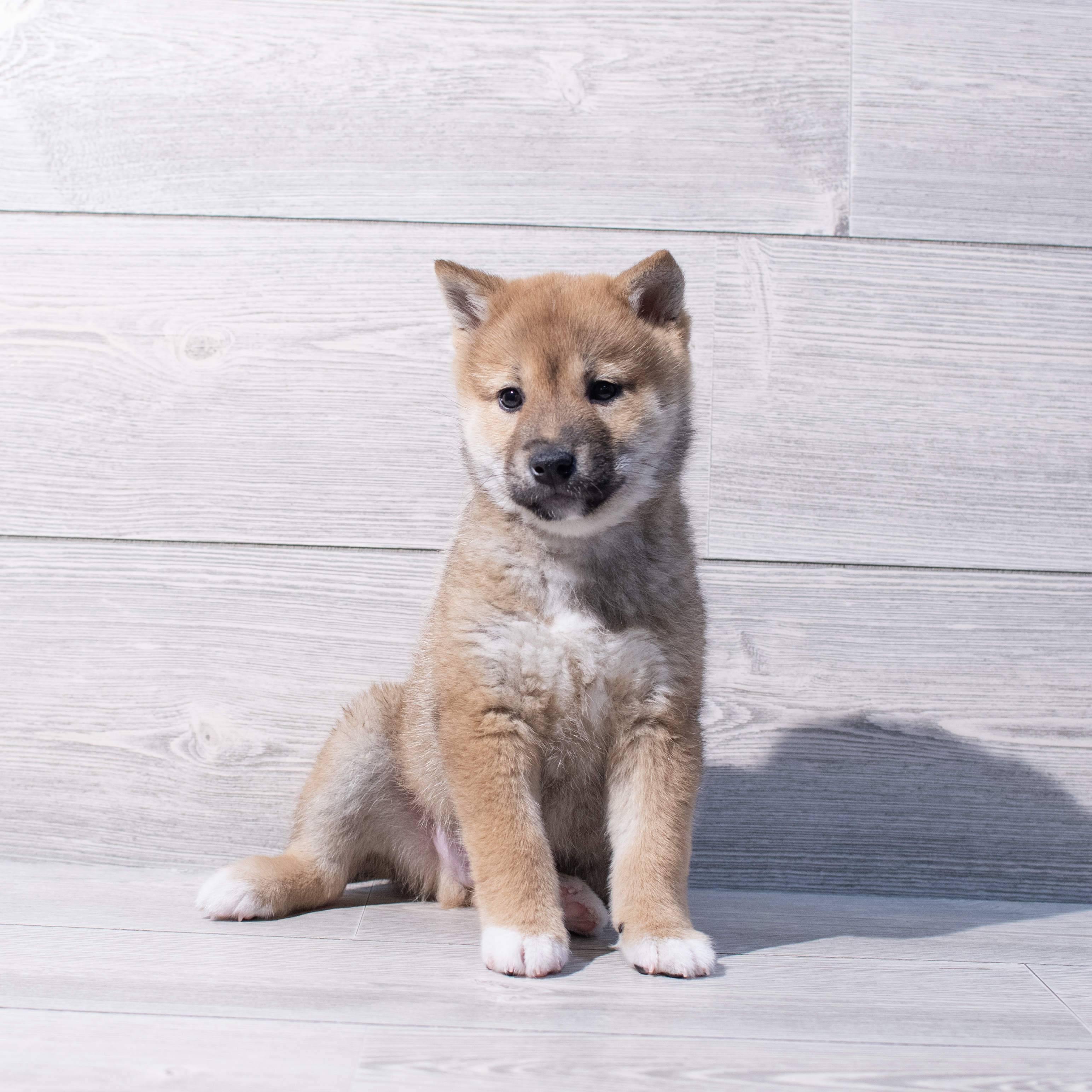 Shiba Inu (M) 1857 Image #1