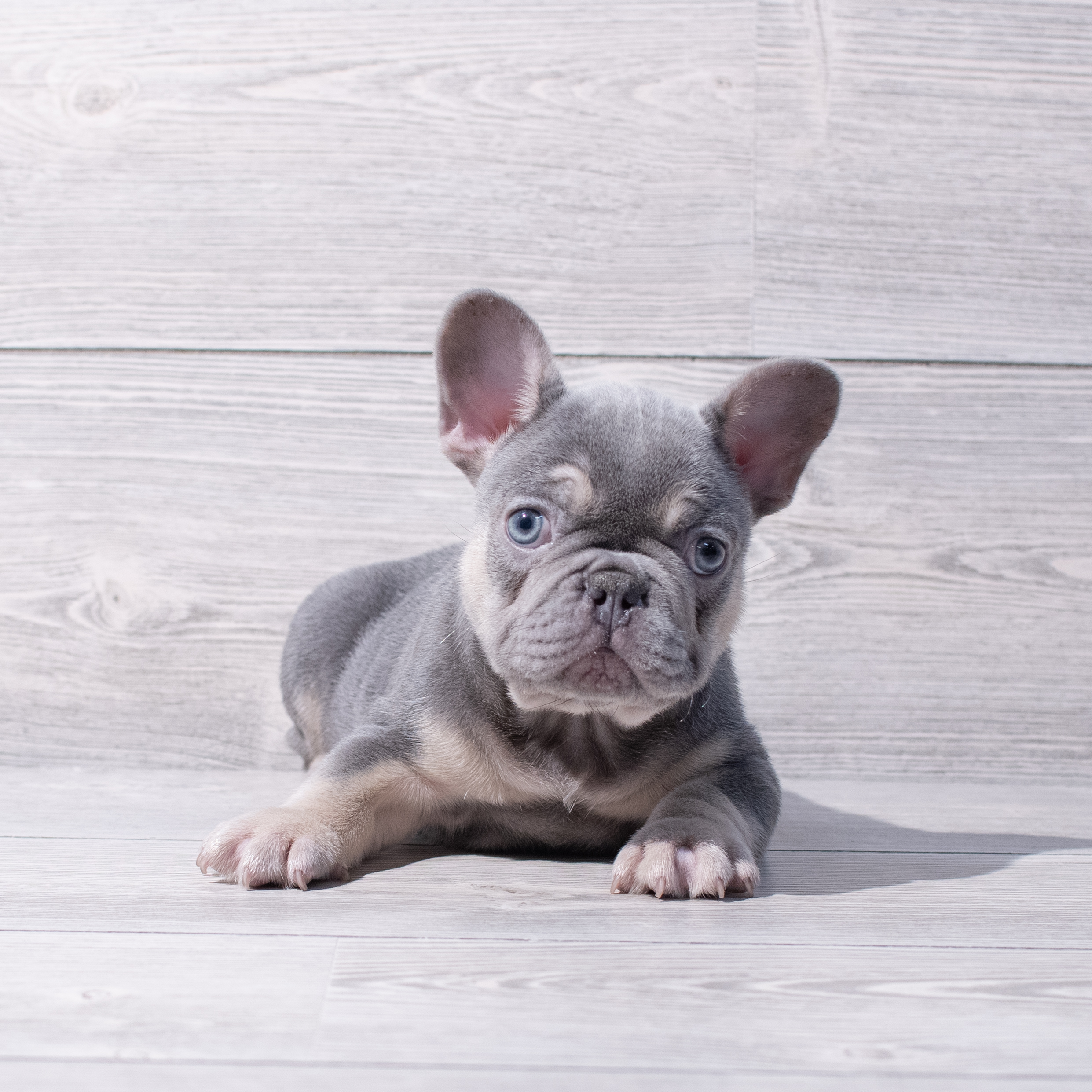 French Bulldog (M) 1869 Image #1