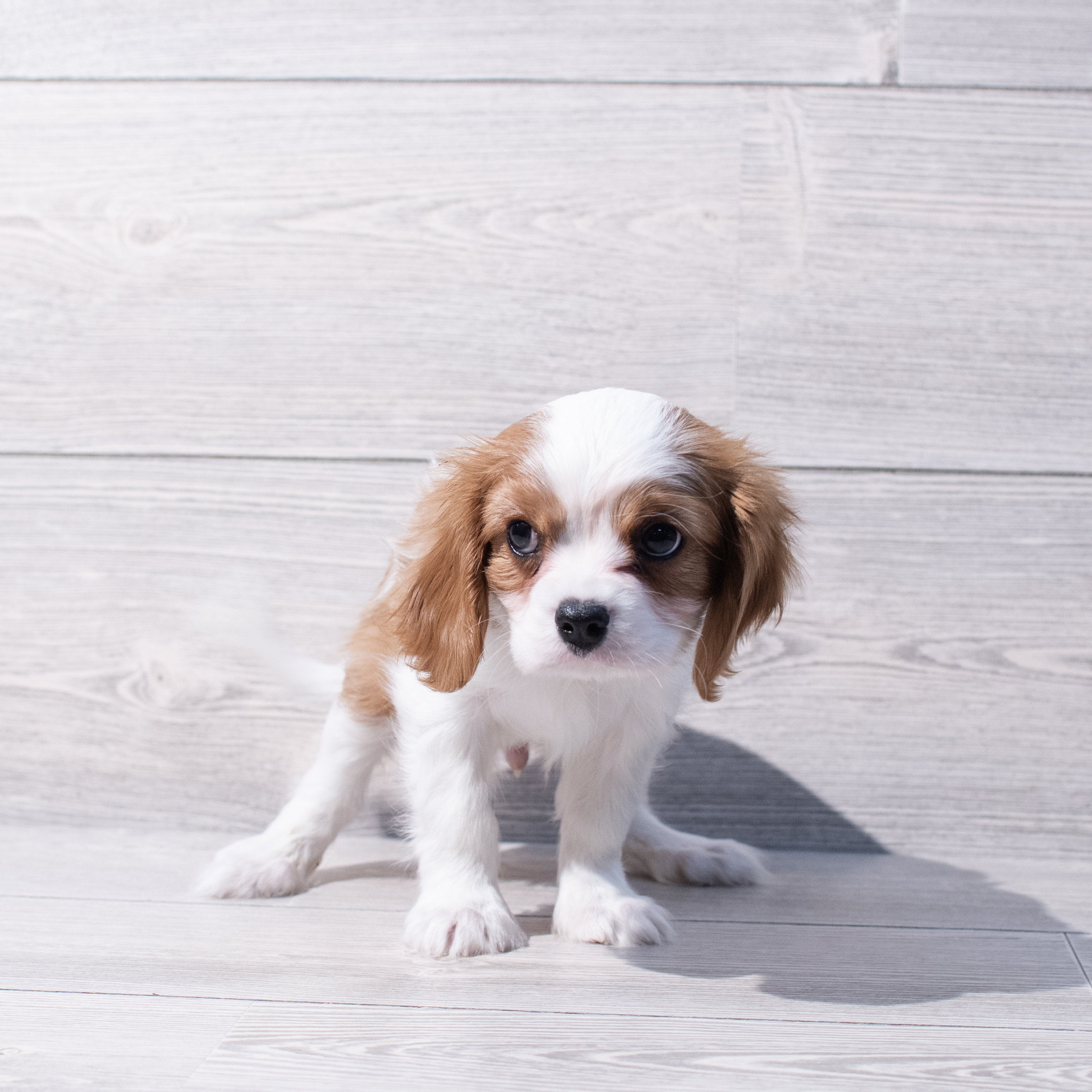 Cavalier King Charles Spaniel (M) 1861 Image #1