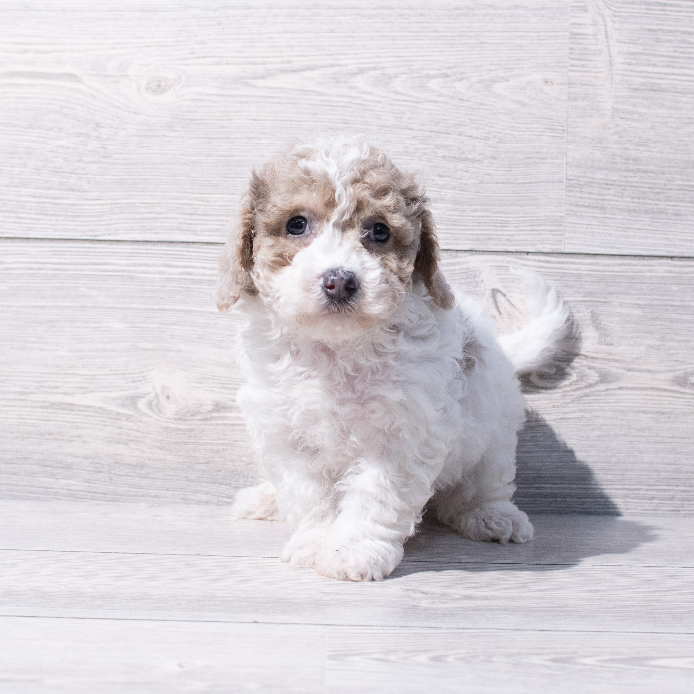 Daisy Dog (M) 1865 Image #1