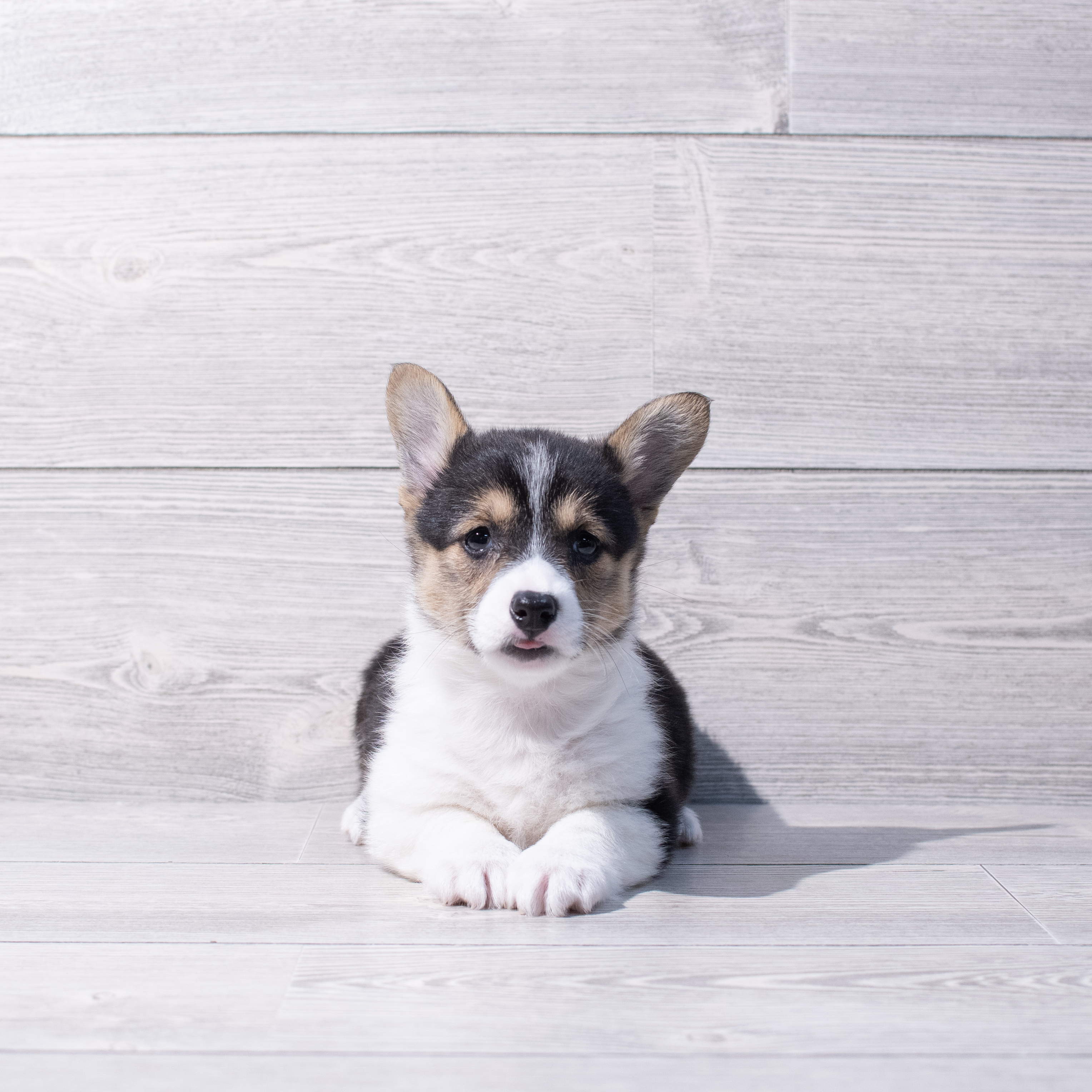 Pembroke Welsh Corgi (F) 1863 Image #1