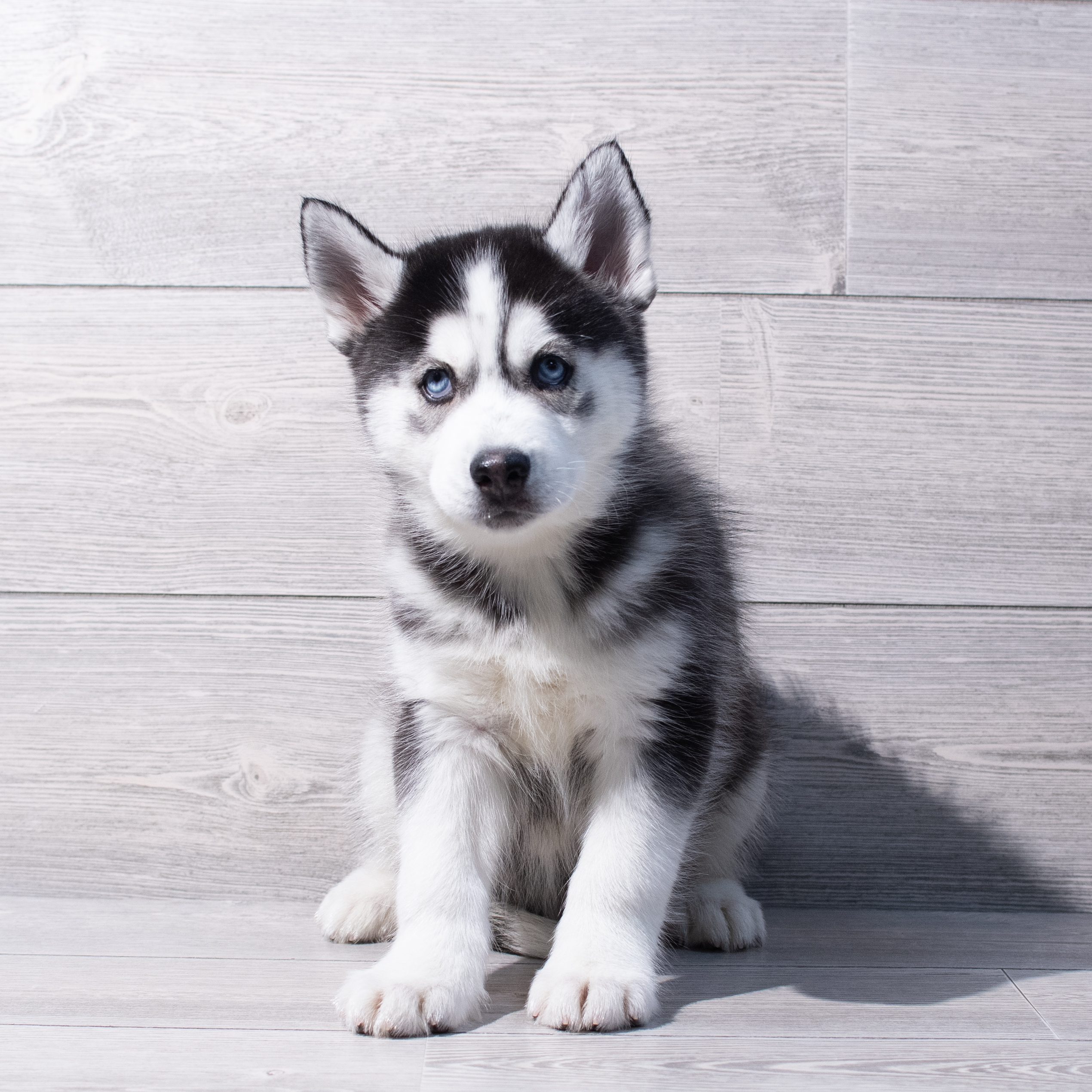 Siberian Husky (M) 1870 Image #1