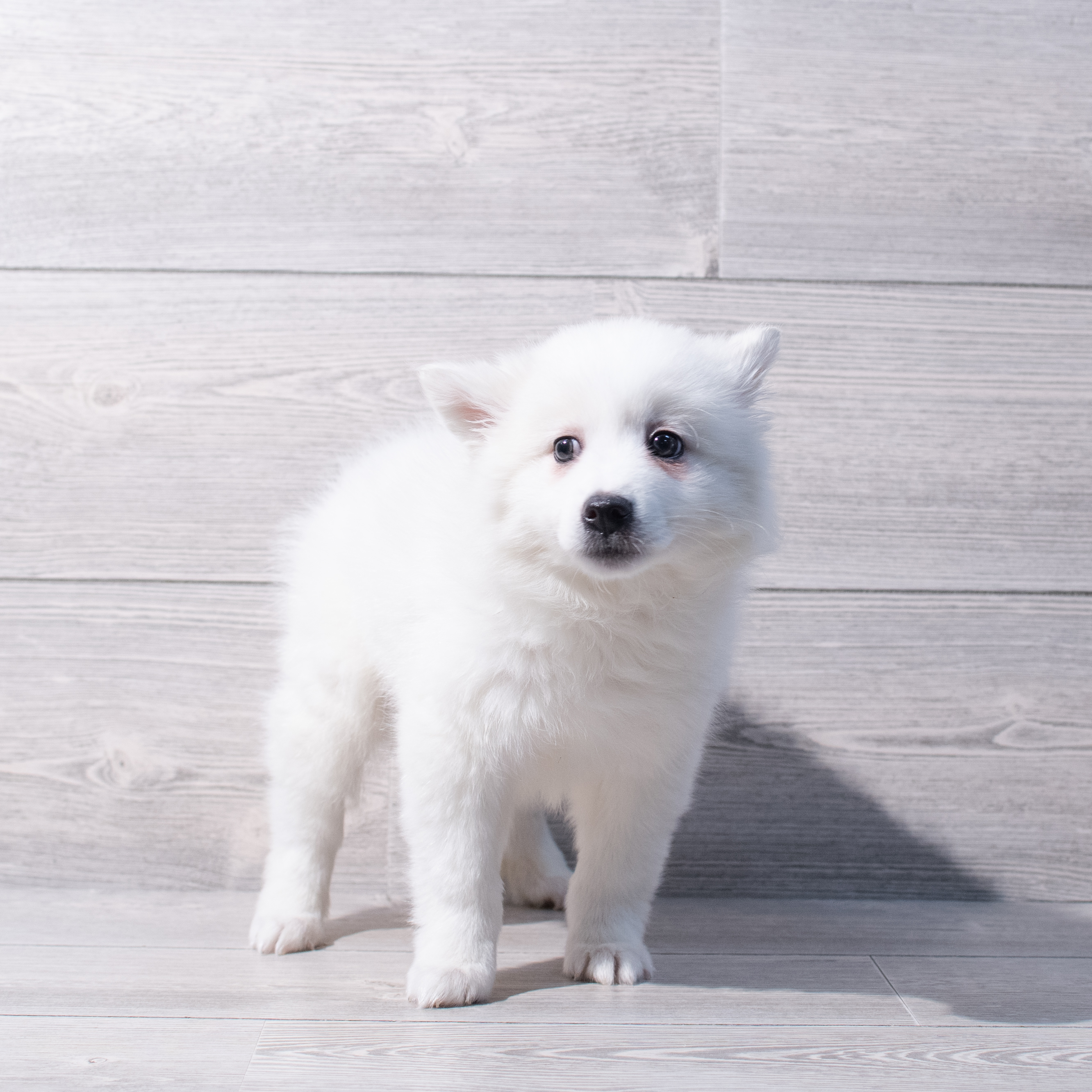 American Eskimo Dog (M) 1871 Image #1