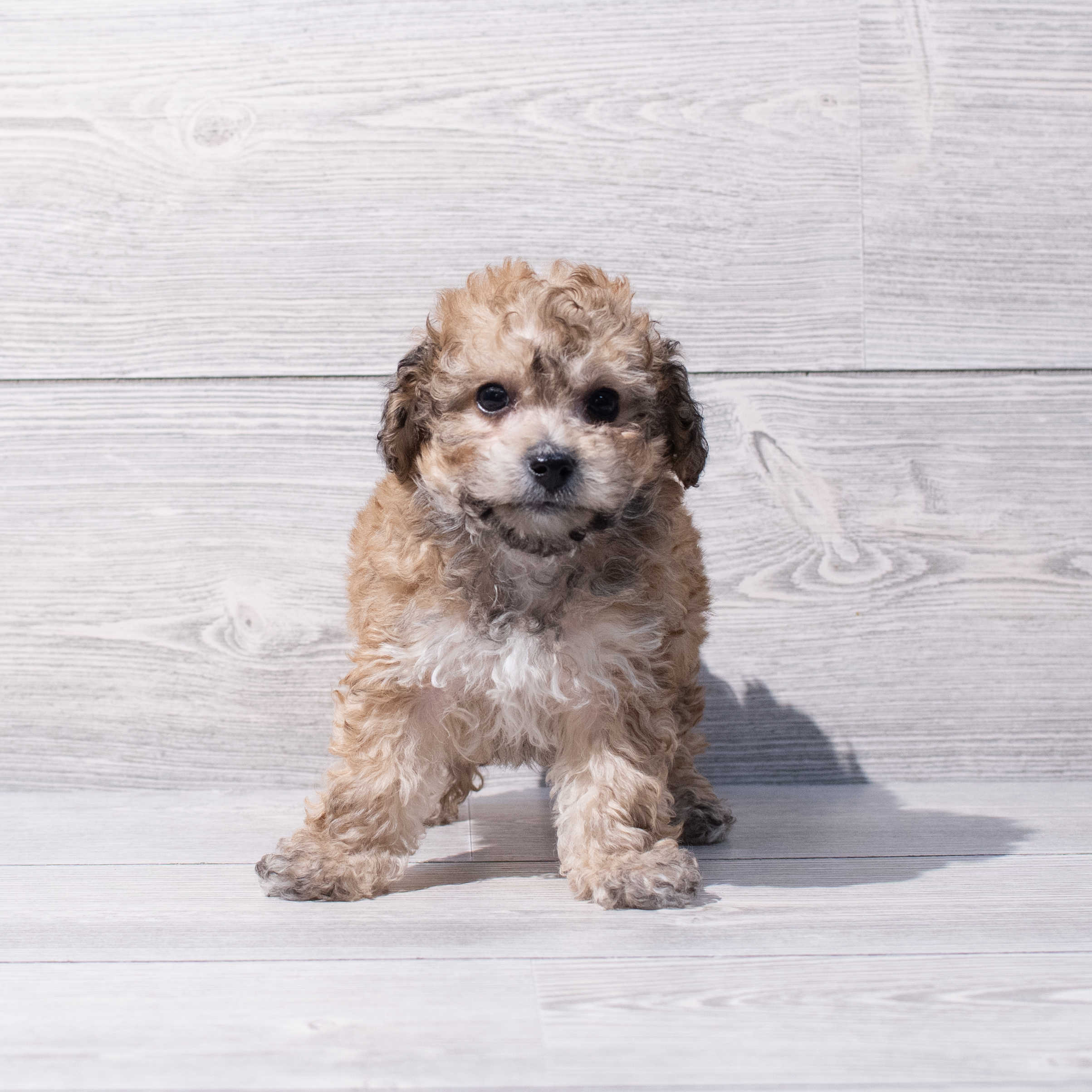 Poochon (M) 1868 Image #1