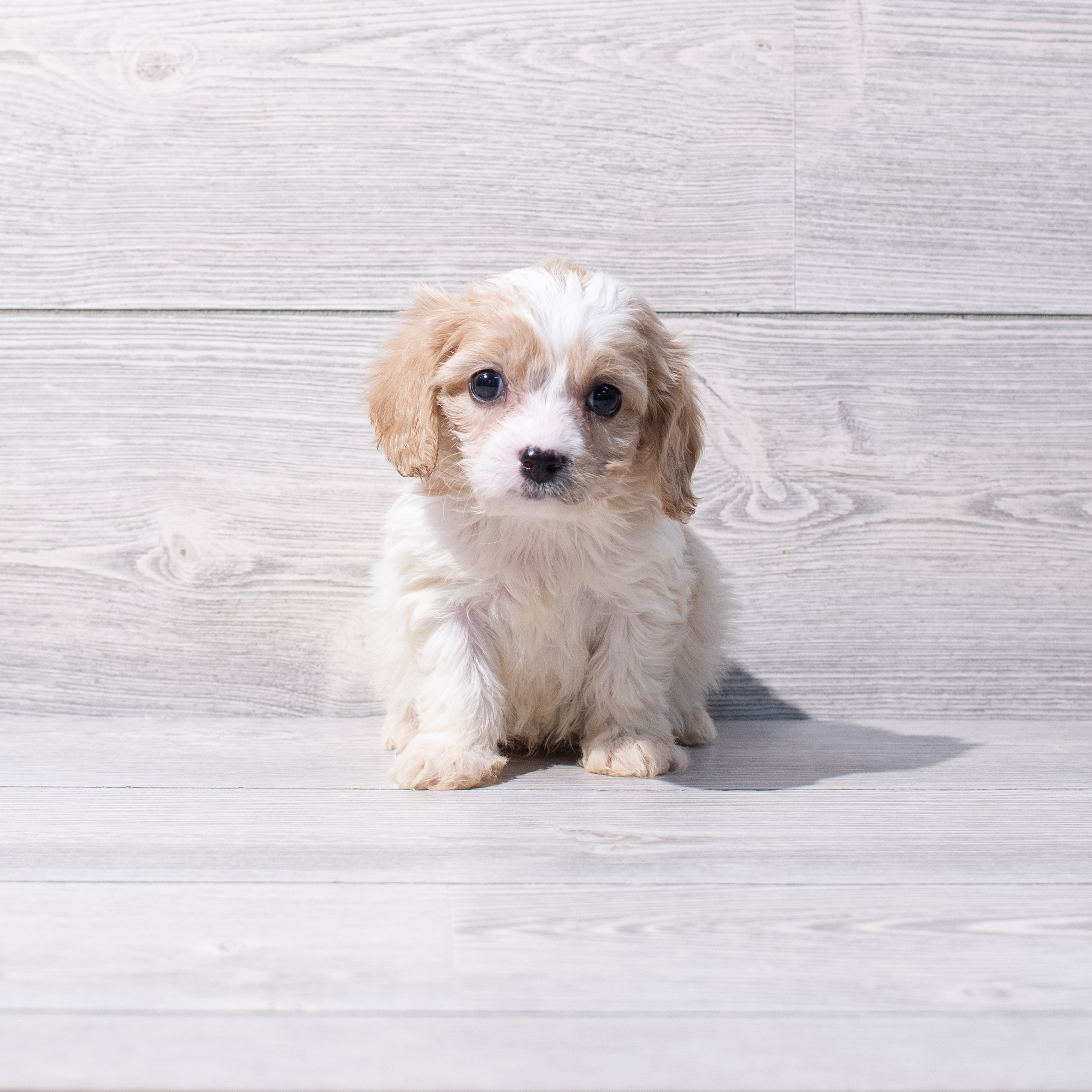 Cavachon (M) 1867 Image #1