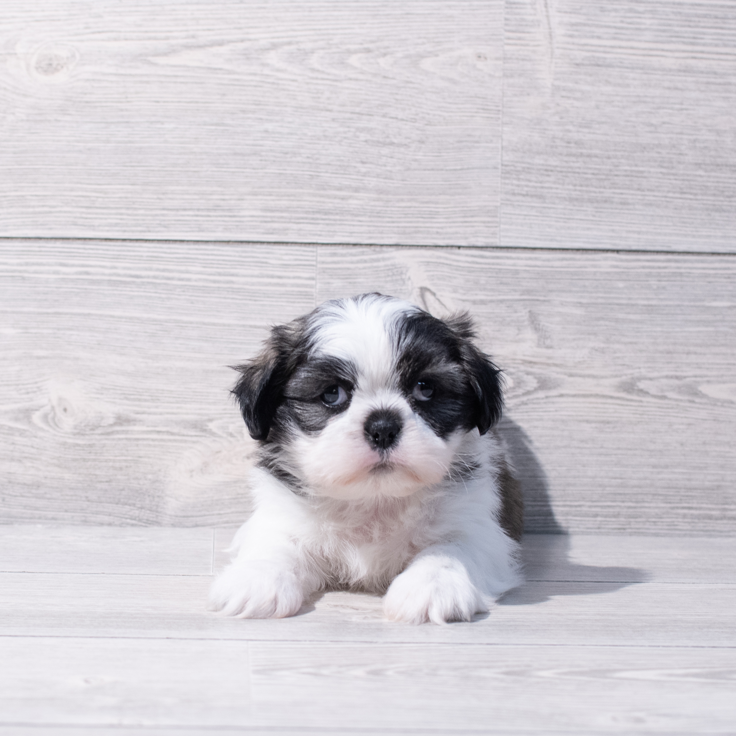 Shih Tzu (F) 1866 Image #1