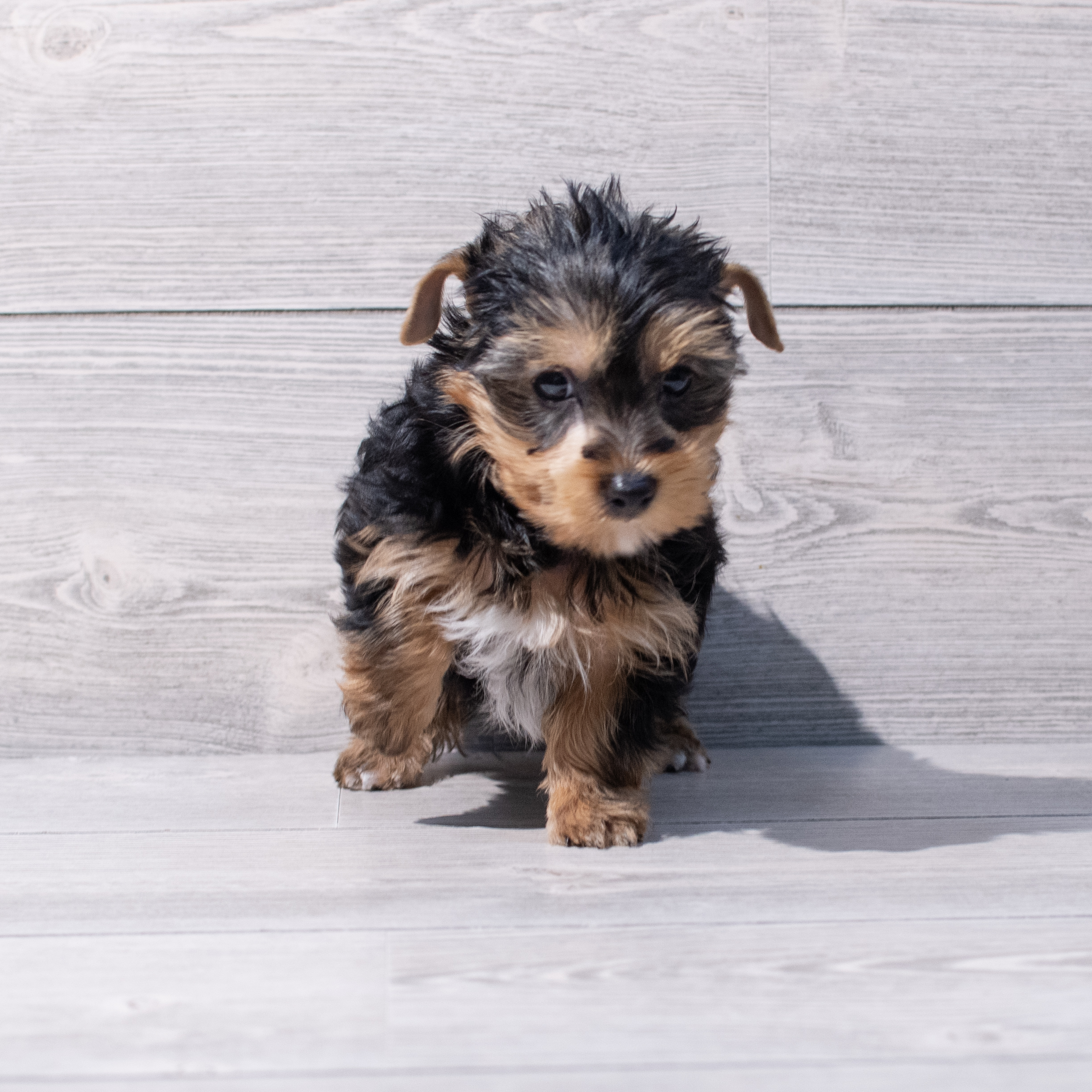 Yorkshire Terrier (M) 1862 Image #1